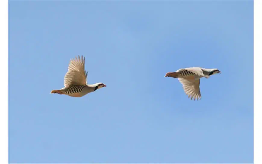 بلدرچین|حیوانات|اراک, |دیوار