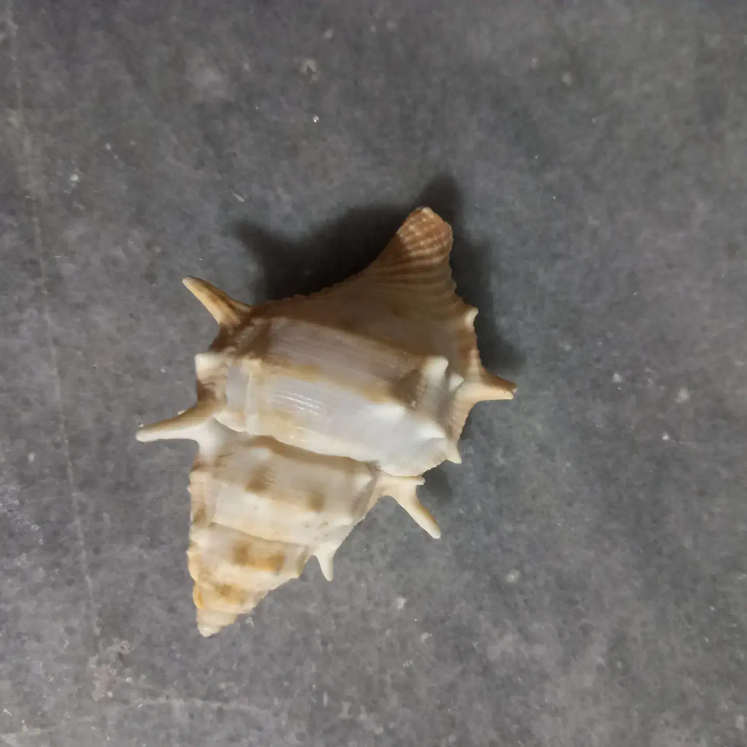 ۵ عدد صدف|ماهی|الوند, |دیوار