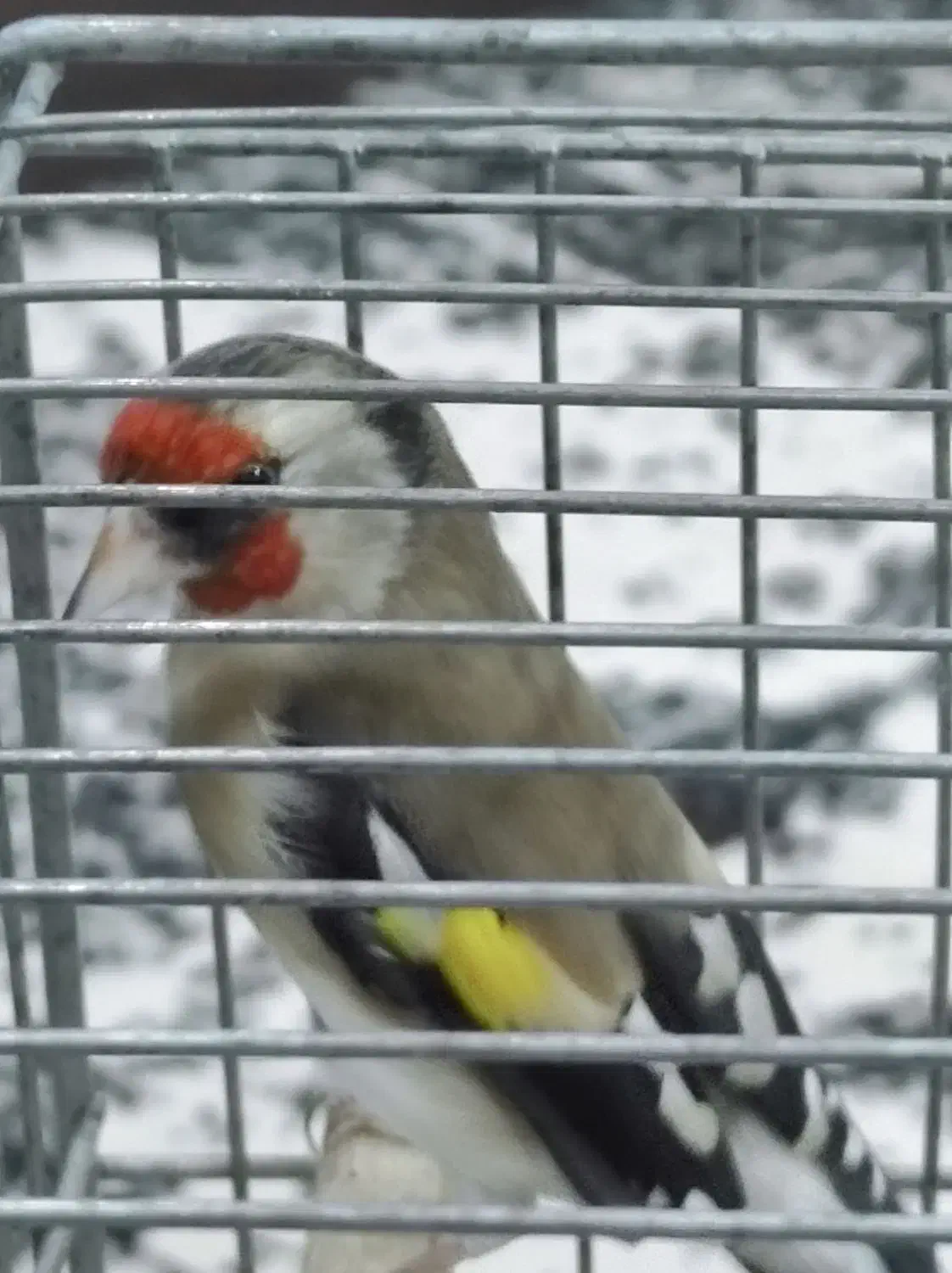 سهره|پرنده|مبارکه, |دیوار