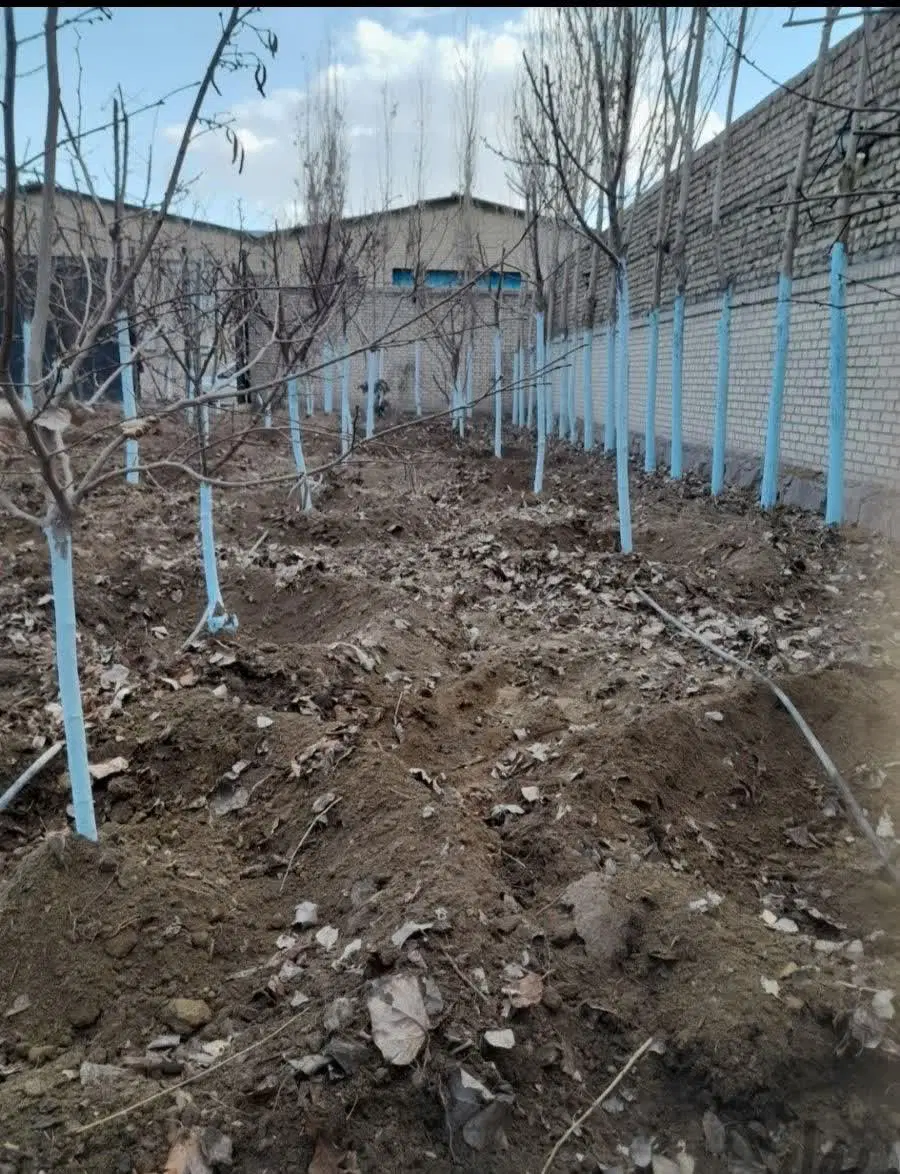 باغبانی تیلر هرس سمپاشی کود دهی گل کاری درهر نقاط|خدمات باغبانی و درختکاری|مشهد, توس فردوسی|دیوار