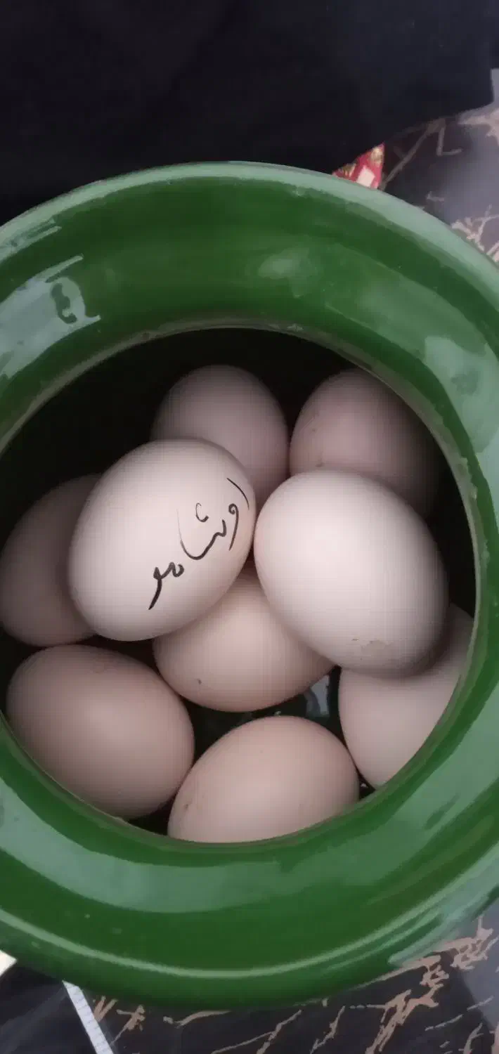 تخم مرغ اوشامو|خوردنی و آشامیدنی|مشگین شهر, |دیوار