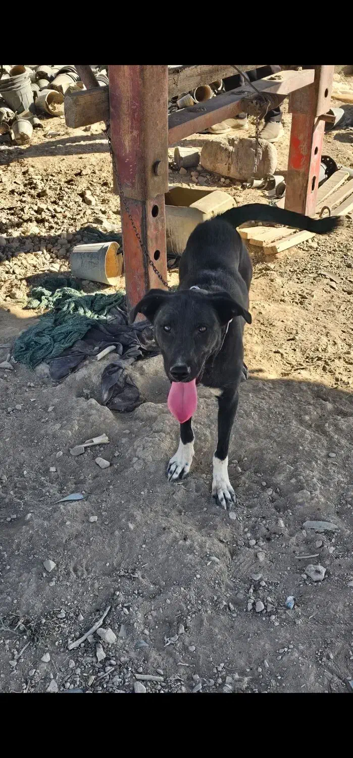 واگذاری سگ بومی|سگ|محلات, |دیوار