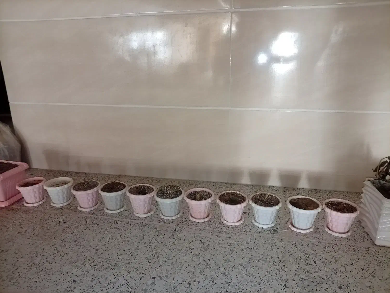 گلدان|گل و گیاه طبیعی|اردکان, |دیوار