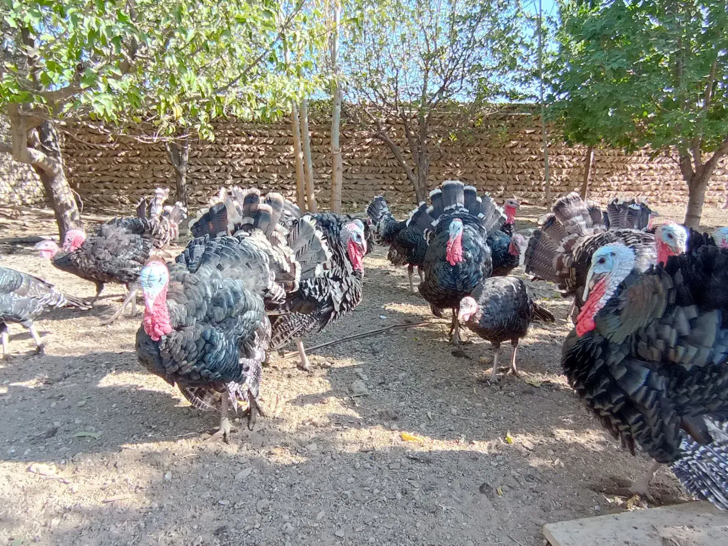بوقلمون گوشتی (ارگانیک)|حیوانات مزرعه|قیدار, |دیوار