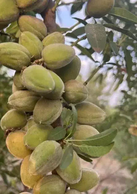 تولید نهال بادام رقم سنگی منقا|خدمات باغبانی و درختکاری|طبس, |دیوار