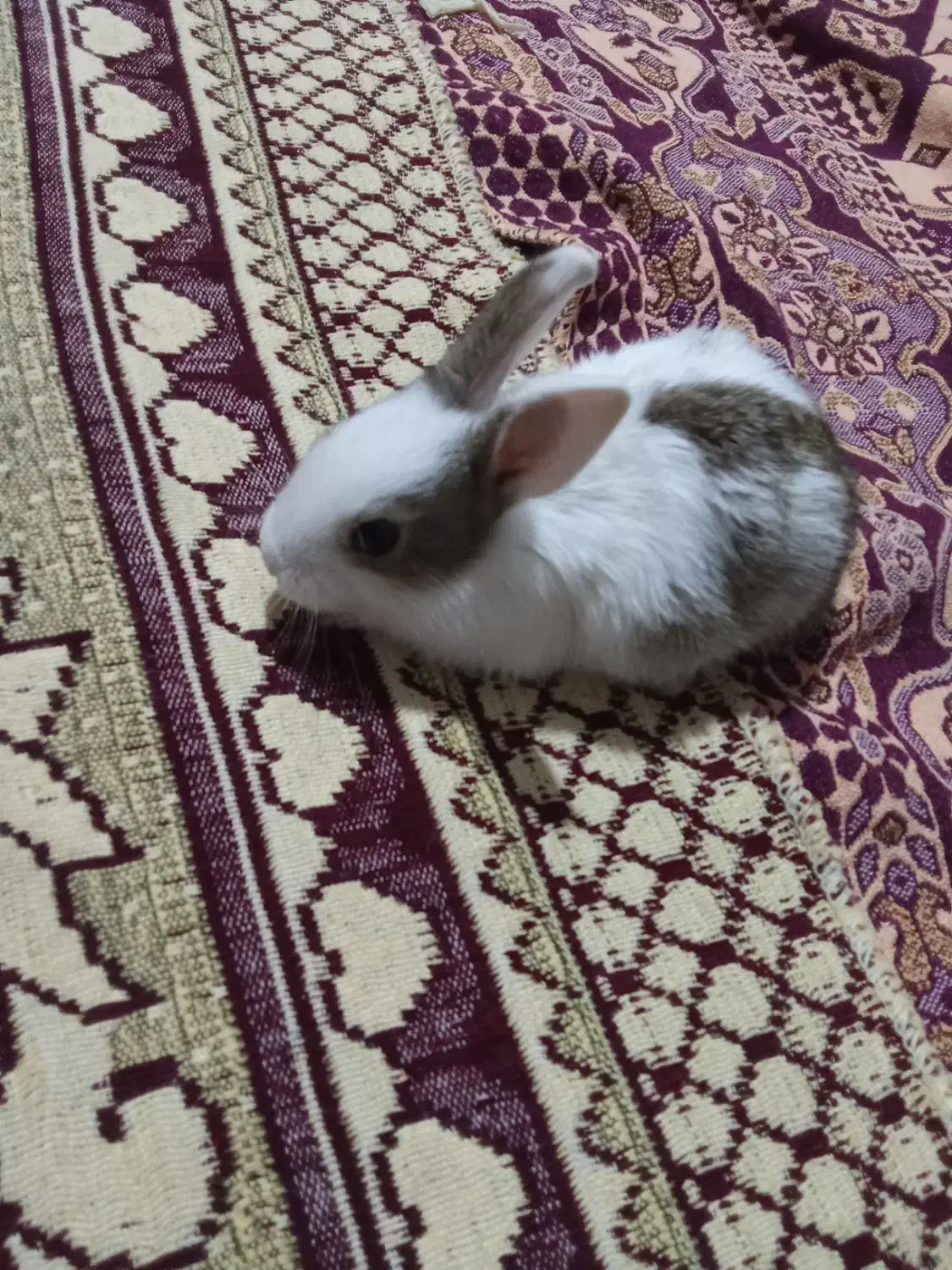 ۱۵۰هزارتومان|موش و خرگوش|اقبالیه, |دیوار