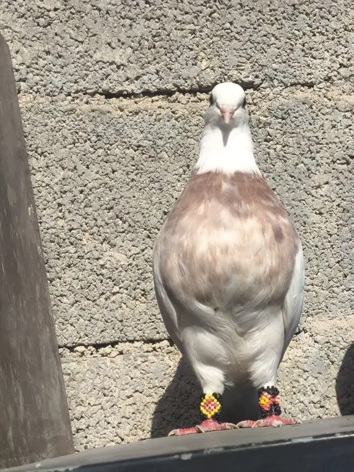 سه عدد طوقی|پرنده|خورموج, |دیوار