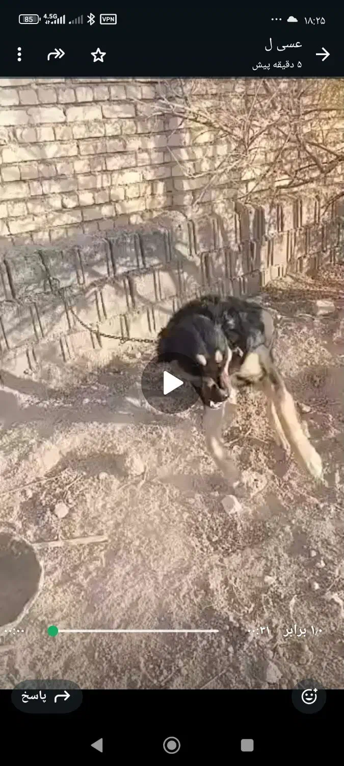 سگ نگهبانی|سگ|اصفهان, براآن شمالی|دیوار