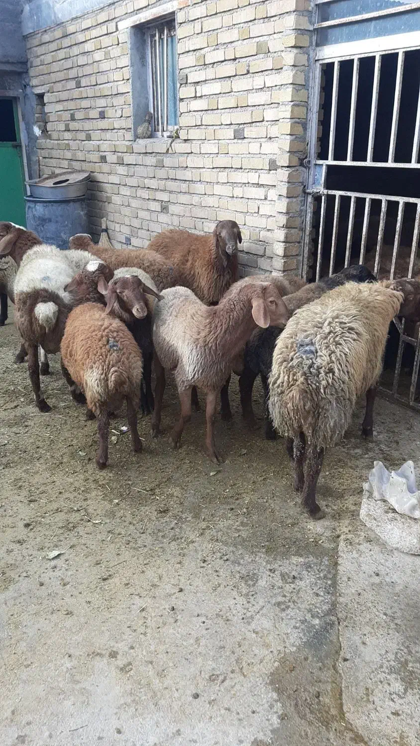 بره پرواری|حیوانات مزرعه|باوله, |دیوار