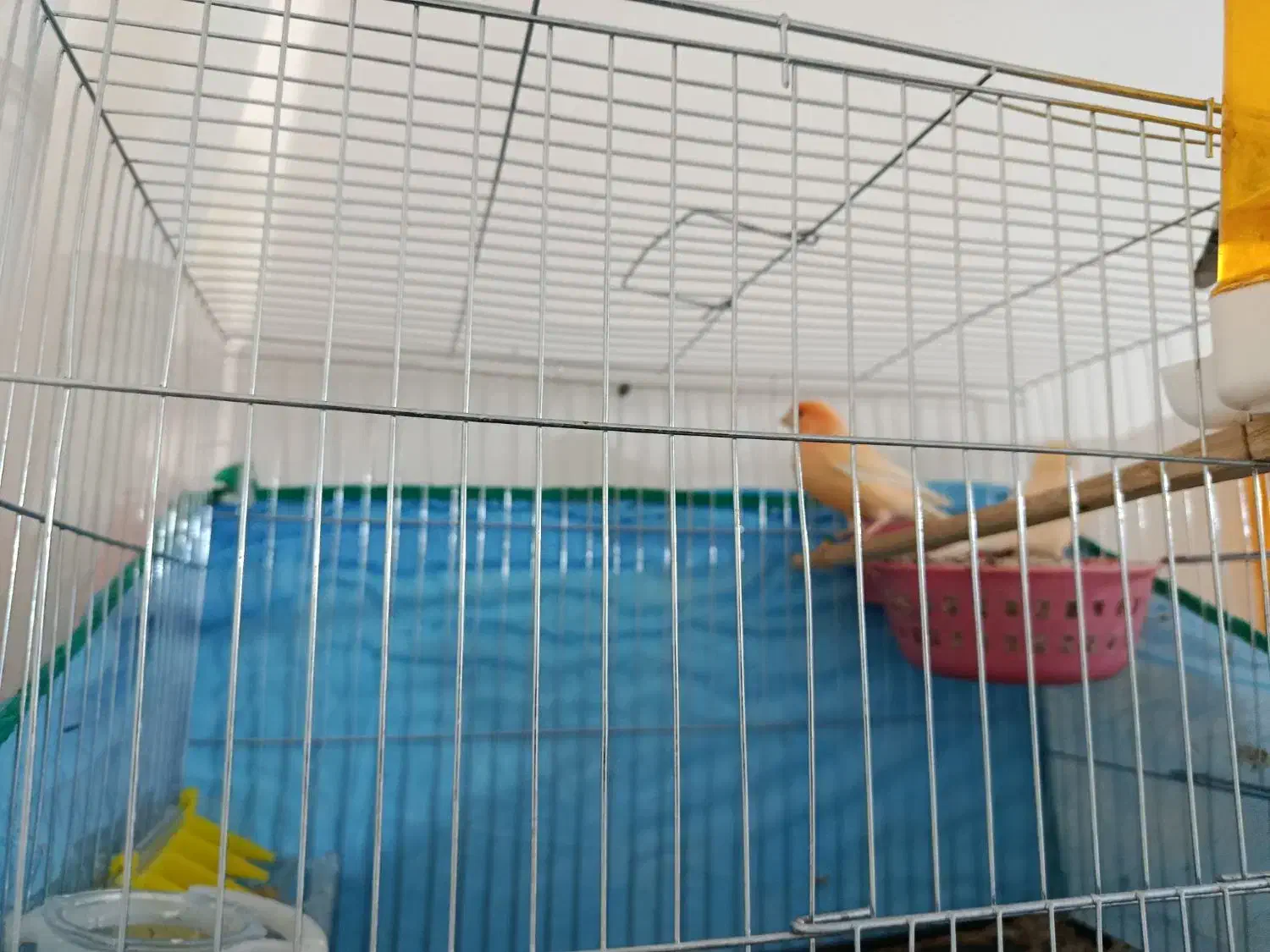 قناری|پرنده|زرند, |دیوار