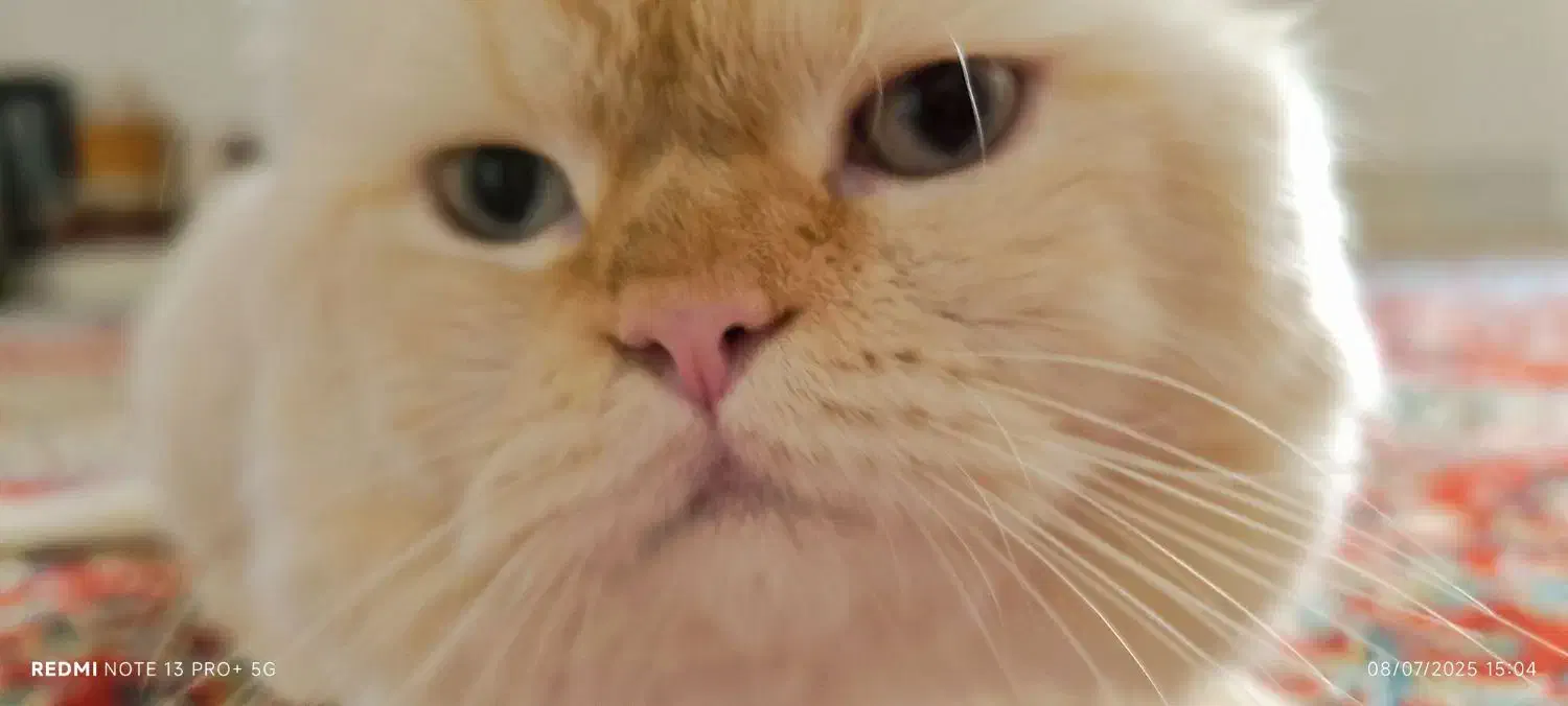 گربه ردپوینت نر|گربه|زبرخان, |دیوار