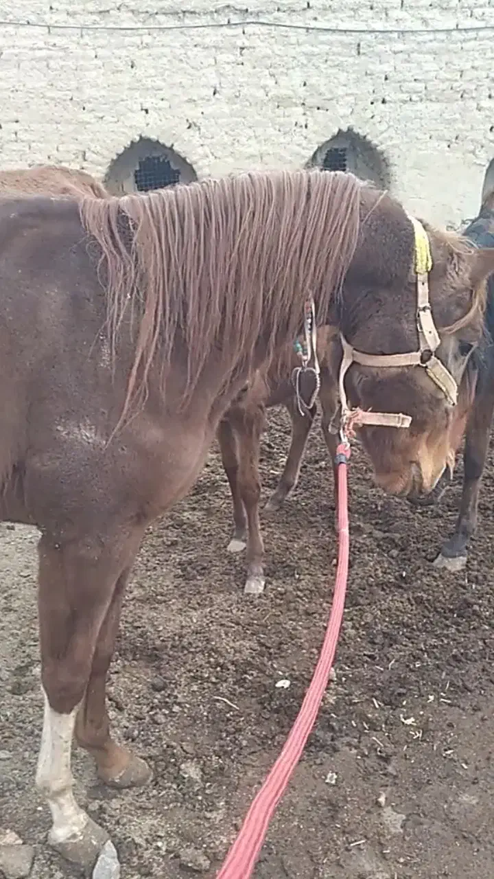 کره نریان۳قلم سفیدچهارنشانکره طغیان فروش بصورت چکی|اسب و تجهیزات اسبسواری|گلپایگان, |دیوار