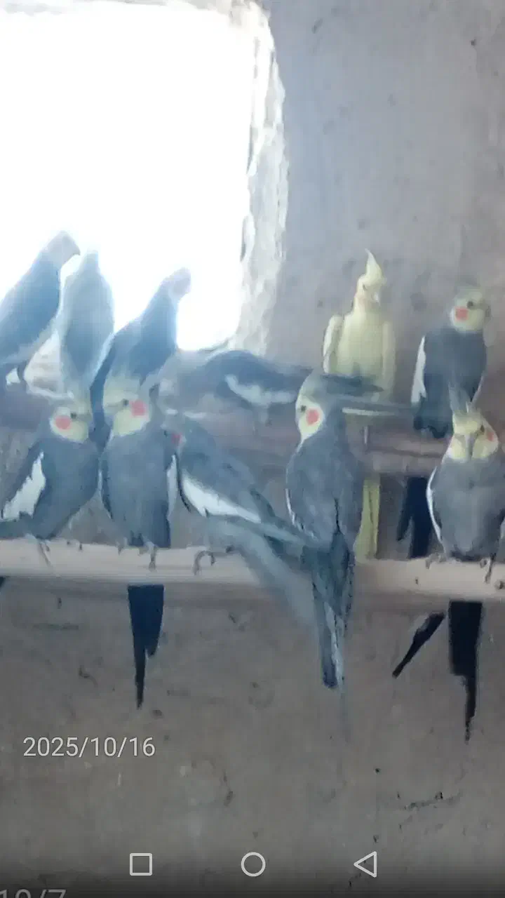 فروش چندجفت عروس هلندی مولد|پرنده|دامغان, |دیوار