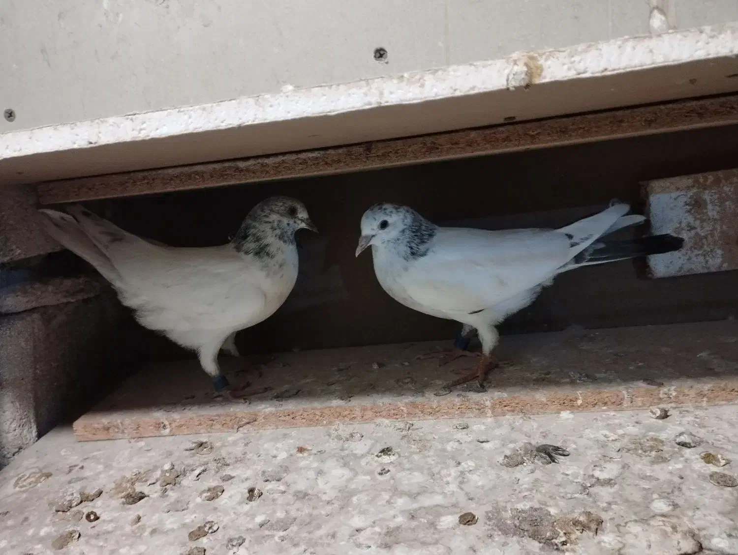 فروش جفت جوجه کله دمسبز پرش بالا|پرنده|کیش, |دیوار