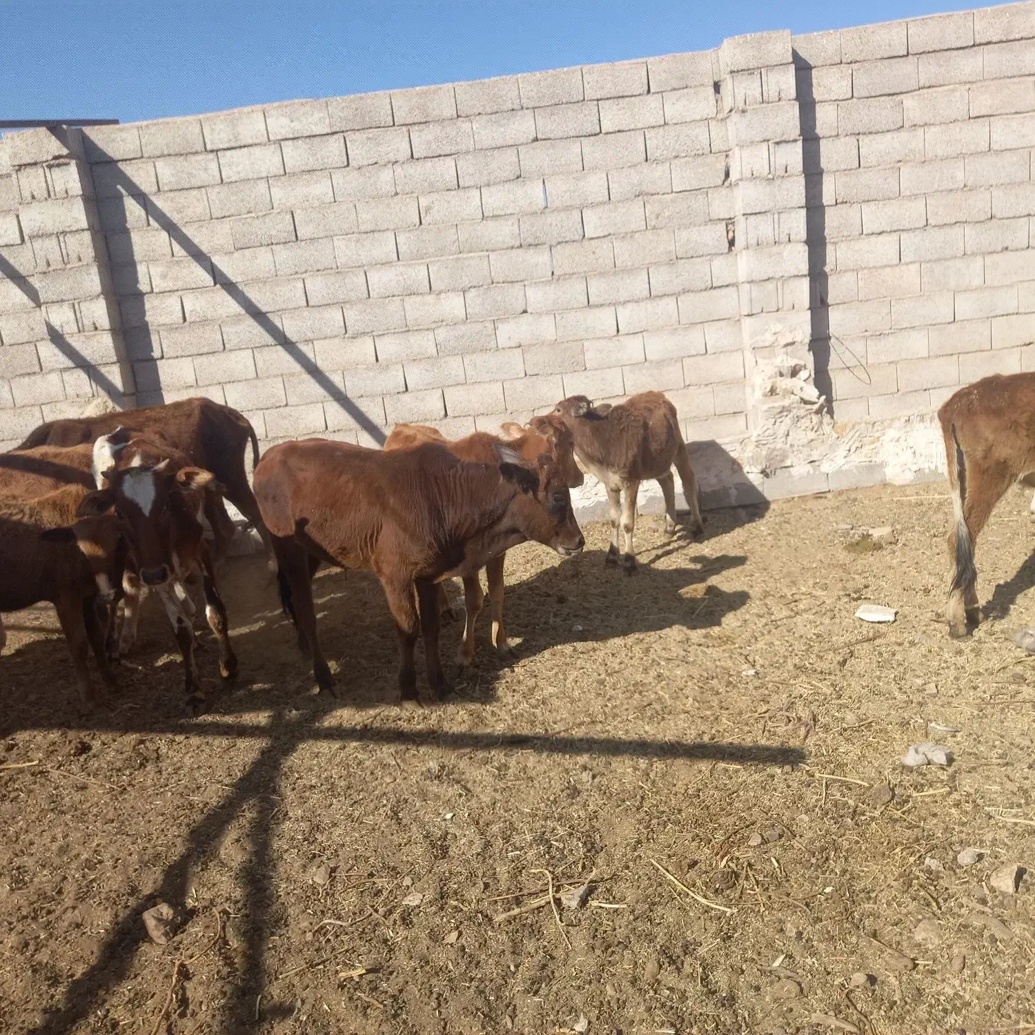 گوساله . گاو .تلیسه|حیوانات مزرعه|میمه, |دیوار