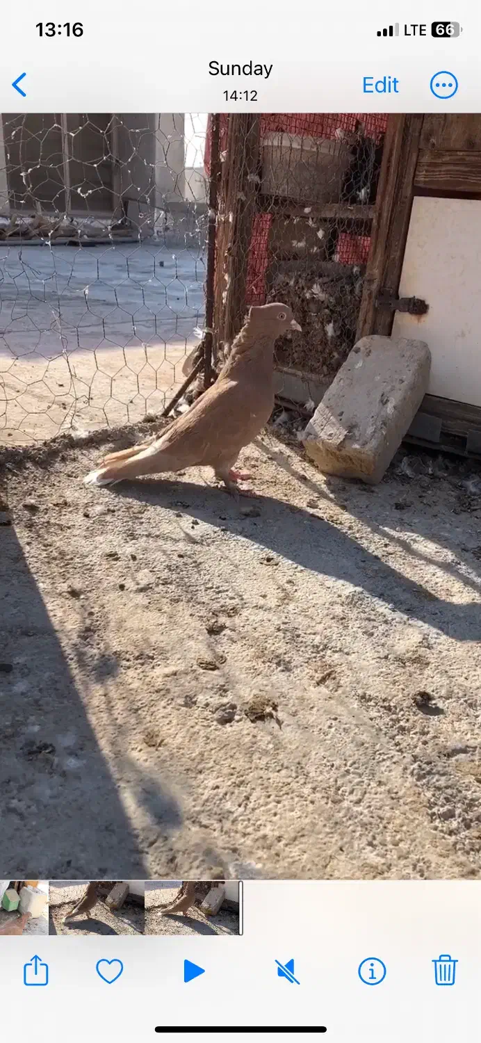 کبوتر|پرنده|صحرای باغ, |دیوار