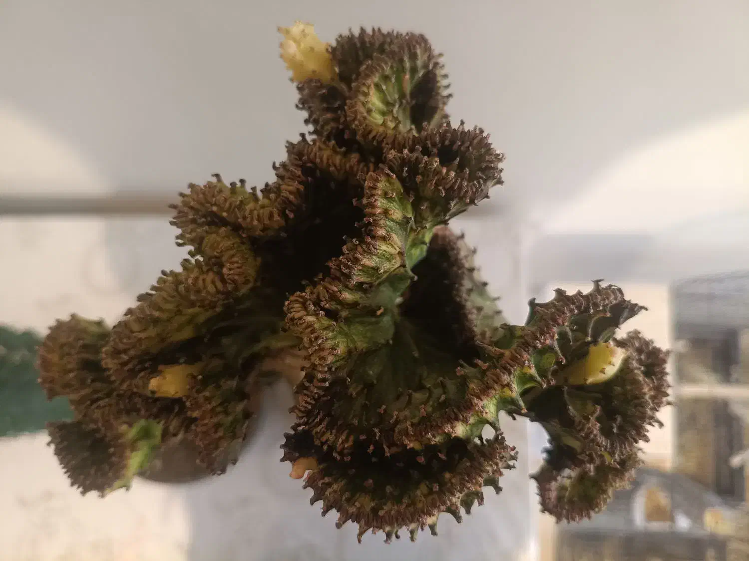 فروش انواع افوربیا،کاکتوس و گل گیاهان اپارتمانی|گل و گیاه طبیعی|کرج, شهرک اوج|دیوار