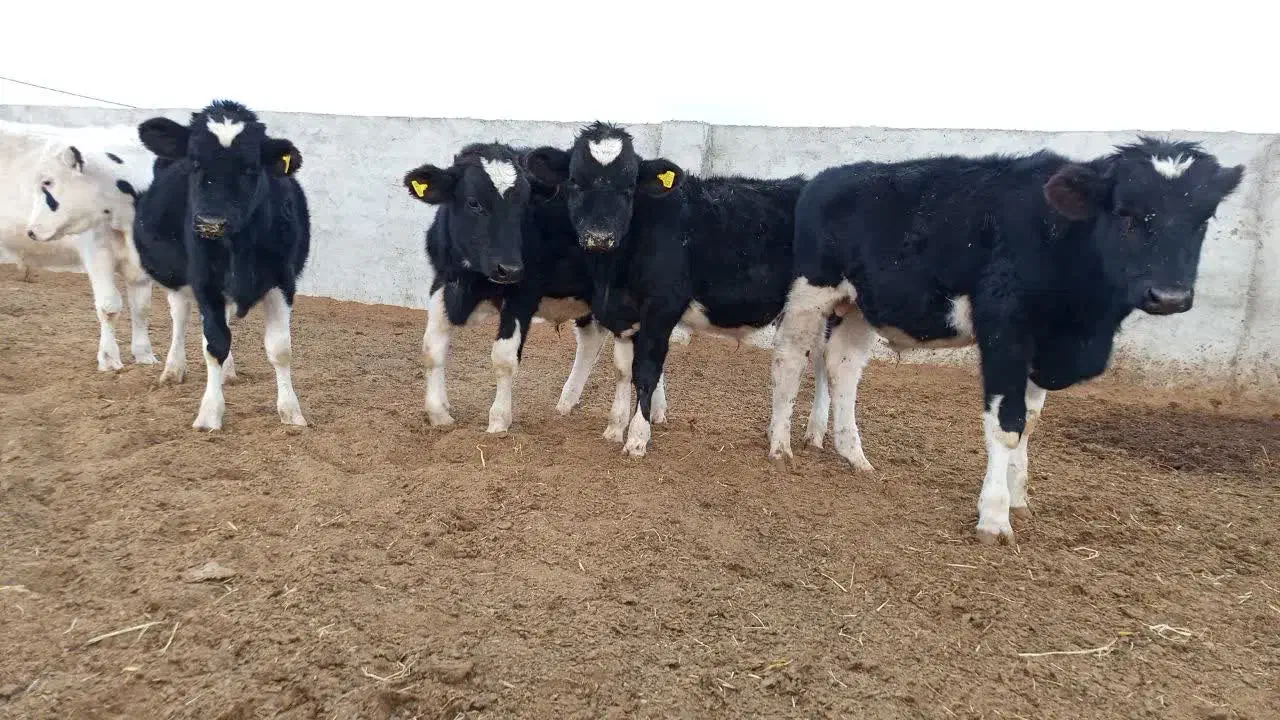 گوساله نر|حیوانات مزرعه|مهریز, |دیوار