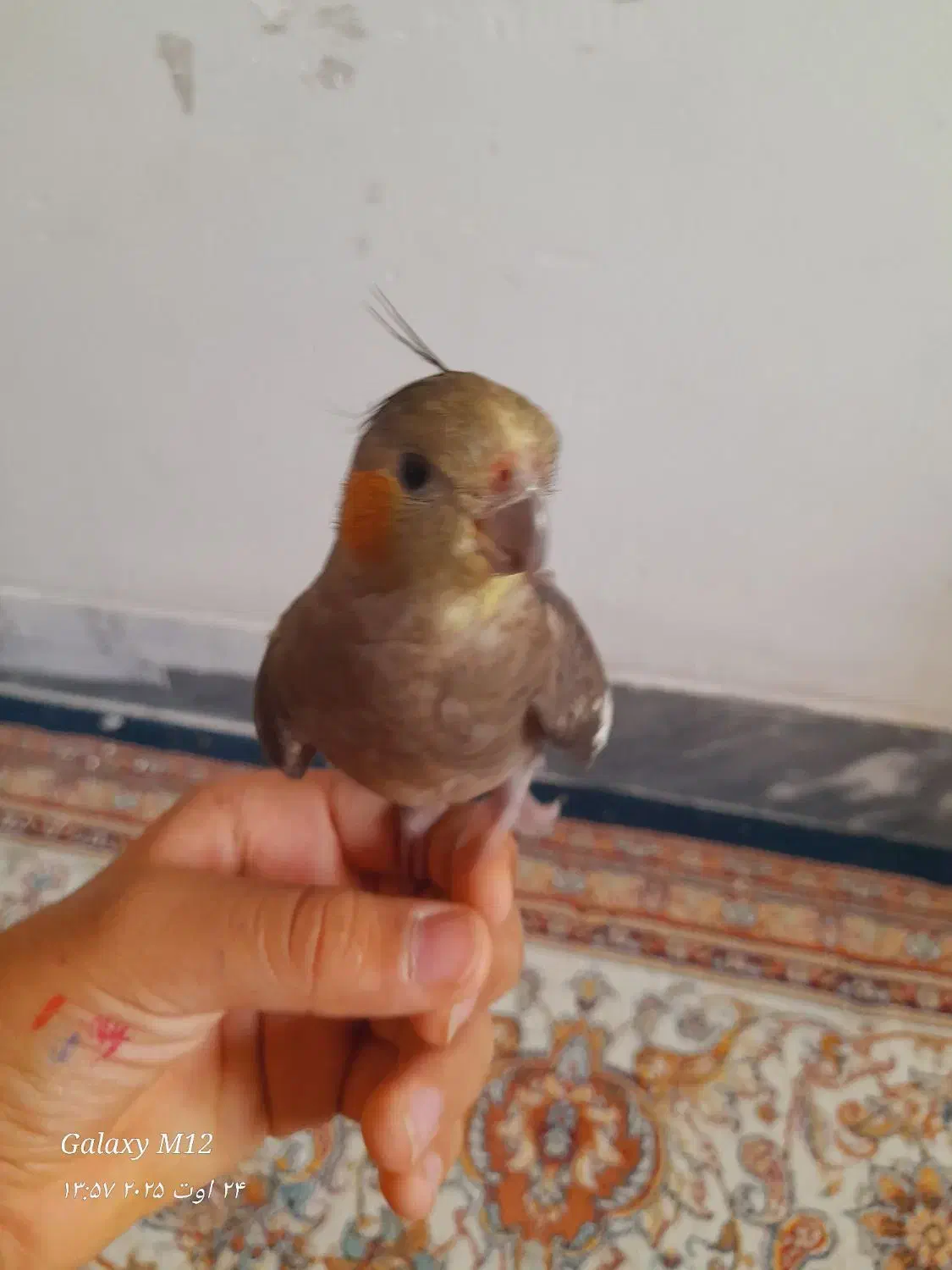 عروس هلندی گمشده مژدگانی زیاد برای کسی که پیدا کنه|حیوانات|فسا, |دیوار