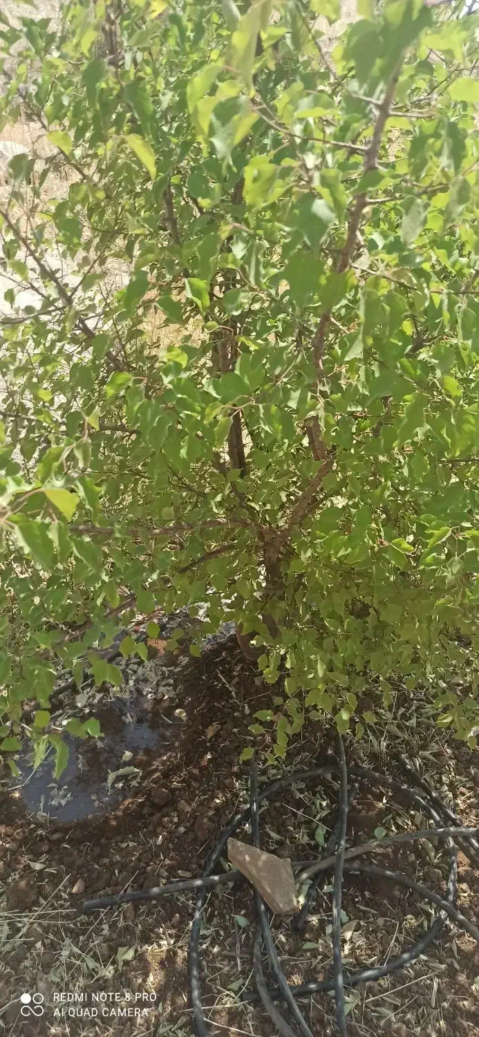 یک هکتار و نیم زمین کشاورزی باغی روستای الک کهن|فروش زمین و ملک کلنگی|کامیاران, |دیوار