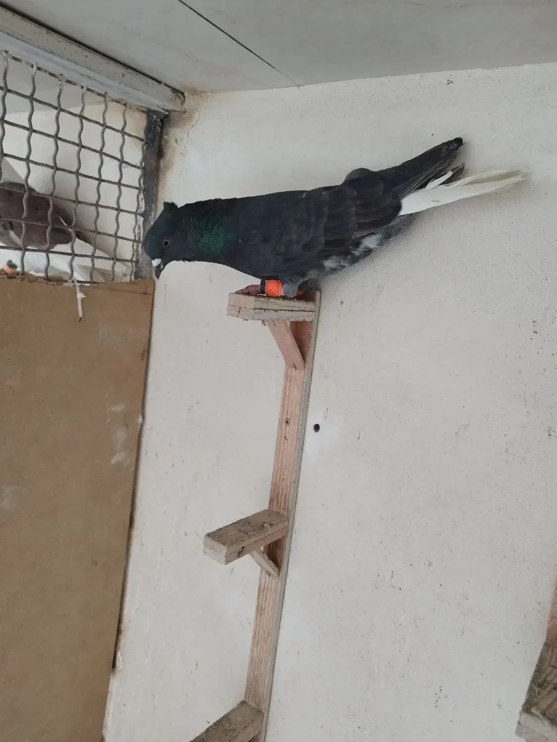 کبوتر|پرنده|مشهد, احمدآباد|دیوار