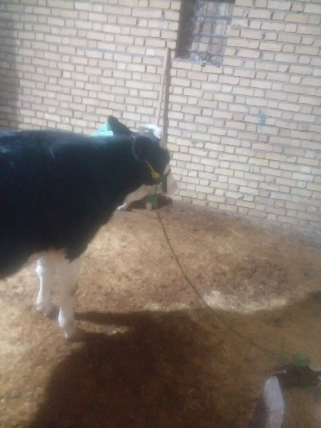 گوساله|حیوانات مزرعه|ماهیدشت, |دیوار