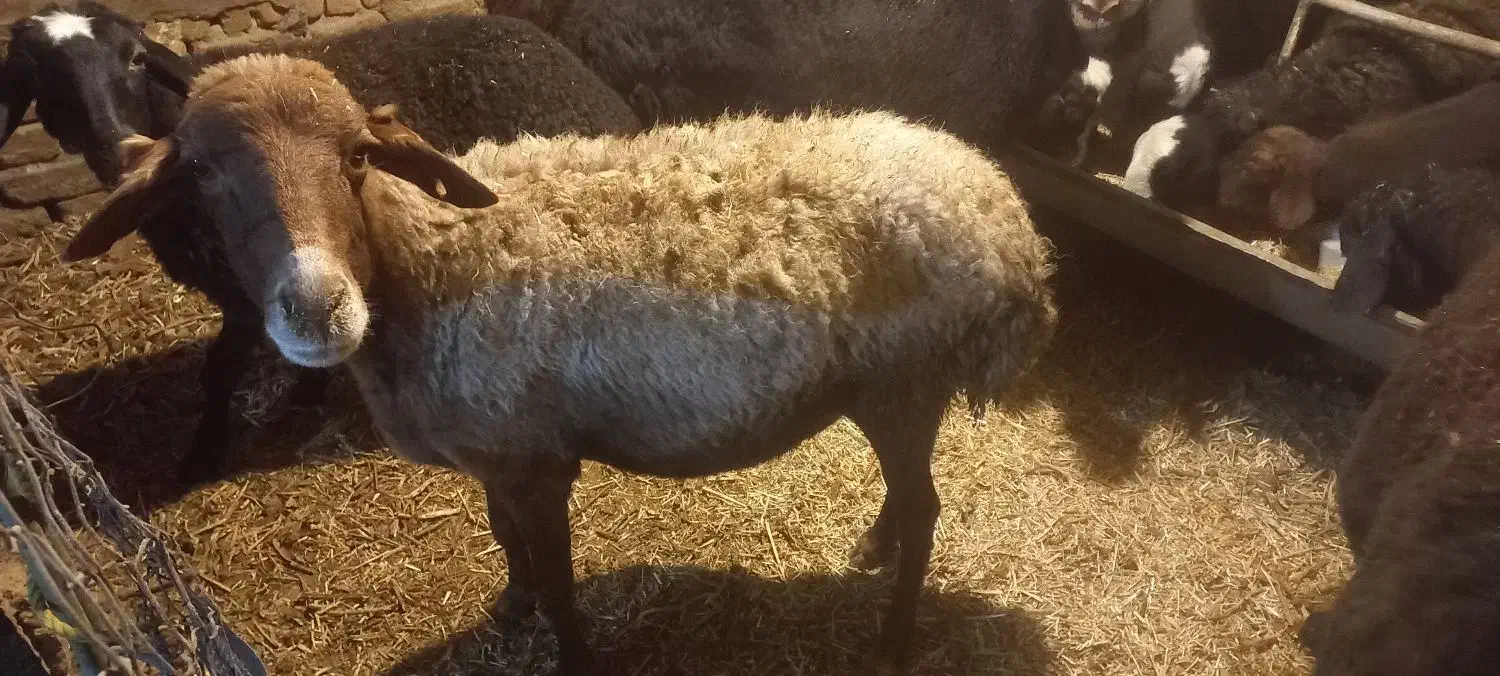 میش آبستن سنگین|حیوانات مزرعه|ملایر, |دیوار