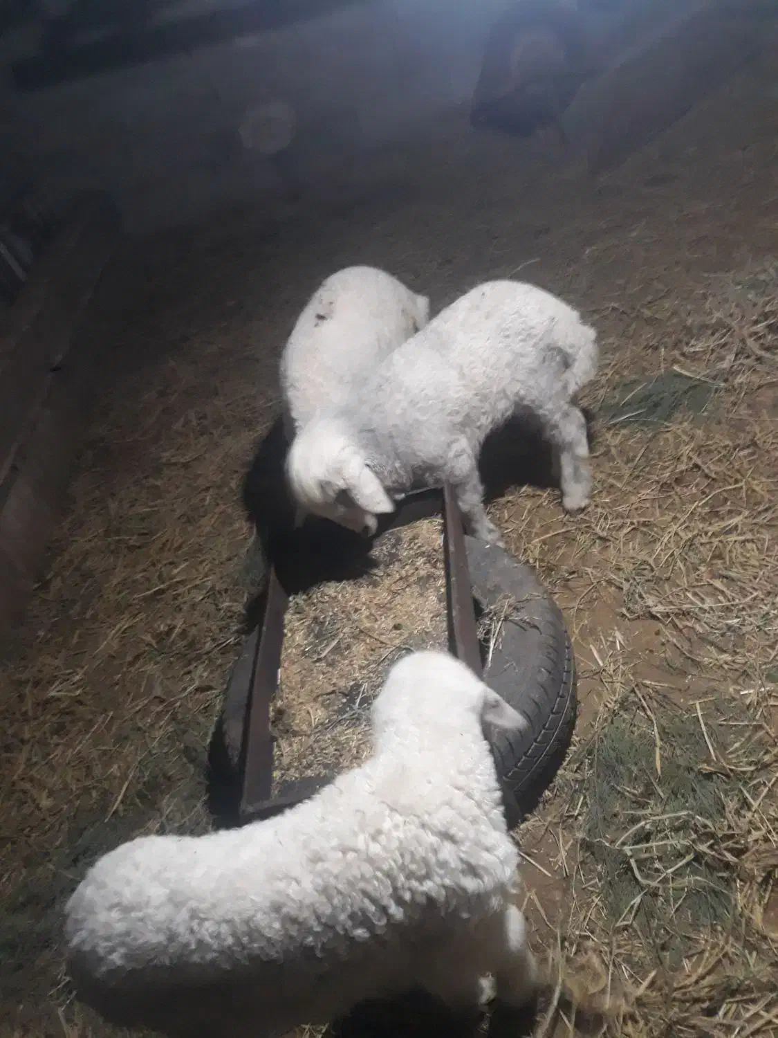 سلام ۳عدد بره۱نروماده ۲ عدد جفت ۱۵۰ قمیت|حیوانات مزرعه|کارون, |دیوار