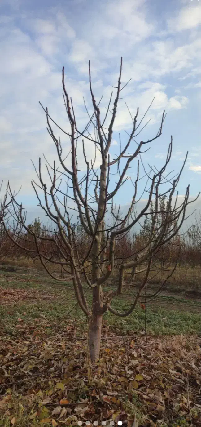 هرس درختان|خدمات باغبانی و درختکاری|خرم‌آباد, |دیوار