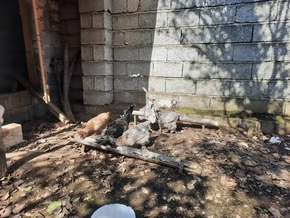 مرغ و خروس سلطان|حیوانات مزرعه|لاهیجان, بازکیاگوراب|دیوار