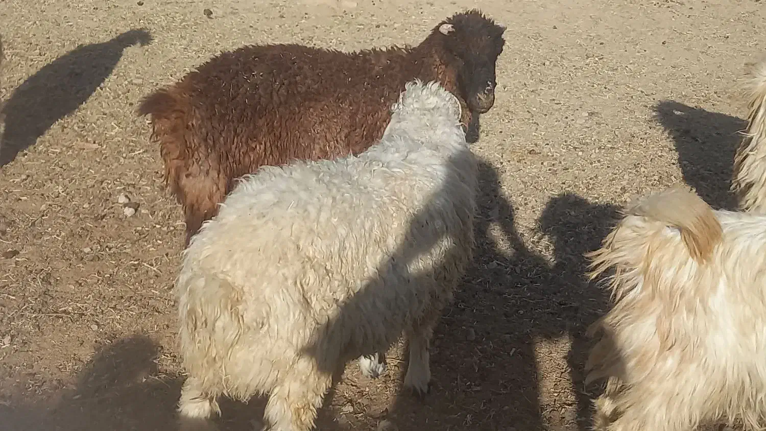 کهره سبک|حیوانات مزرعه|مرودشت, علیآباد|دیوار