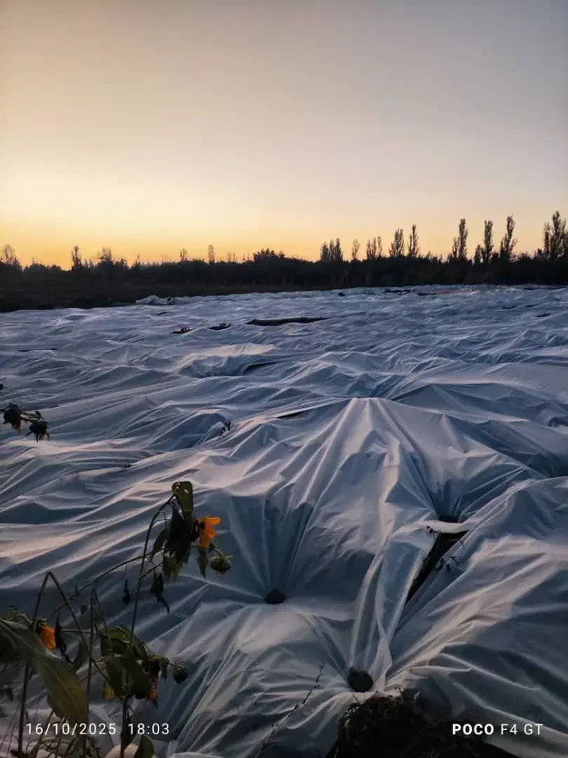 پوشش ایمن برای جلوگیری از سرما در کشاورزی|خدمات باغبانی و درختکاری|برازجان, |دیوار