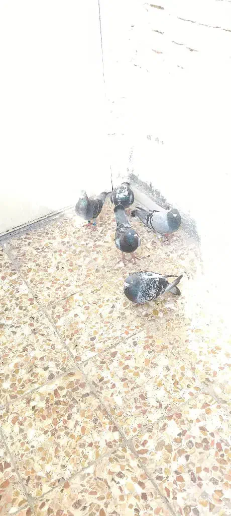 کبوتر پلاکی.سری۳۰۰|پرنده|کرخه, |دیوار