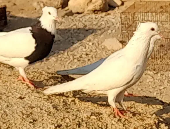 طوقی و سفید|پرنده|بندر دیر, |دیوار