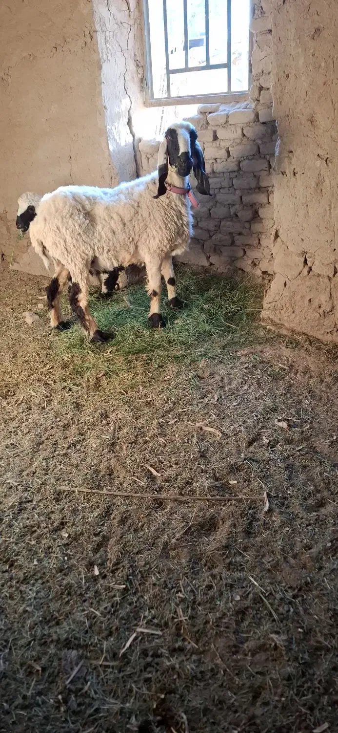 میش جری همراه بره ماده|حیوانات مزرعه|میرجاوه, |دیوار