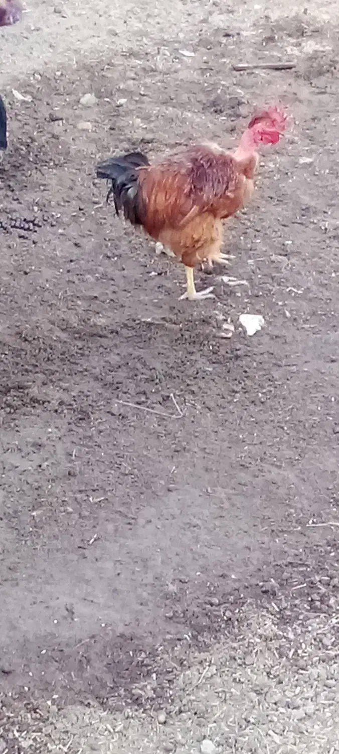 خروس گردن لخت|حیوانات مزرعه|گمیشان, |دیوار