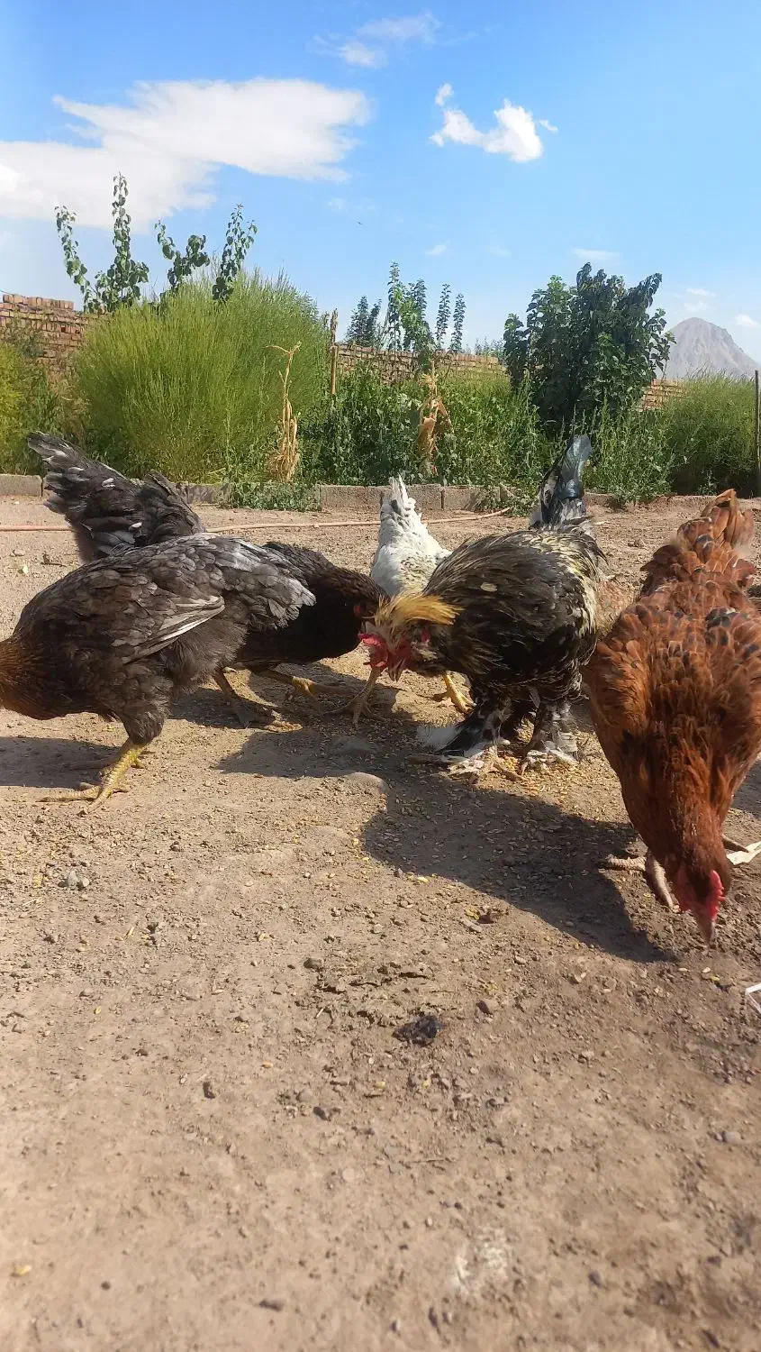 مرغ و فریح|پرنده|کشکسرای, |دیوار