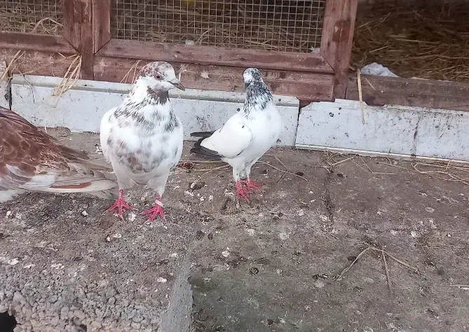 کفتر غریب|پرنده|سنگر, |دیوار