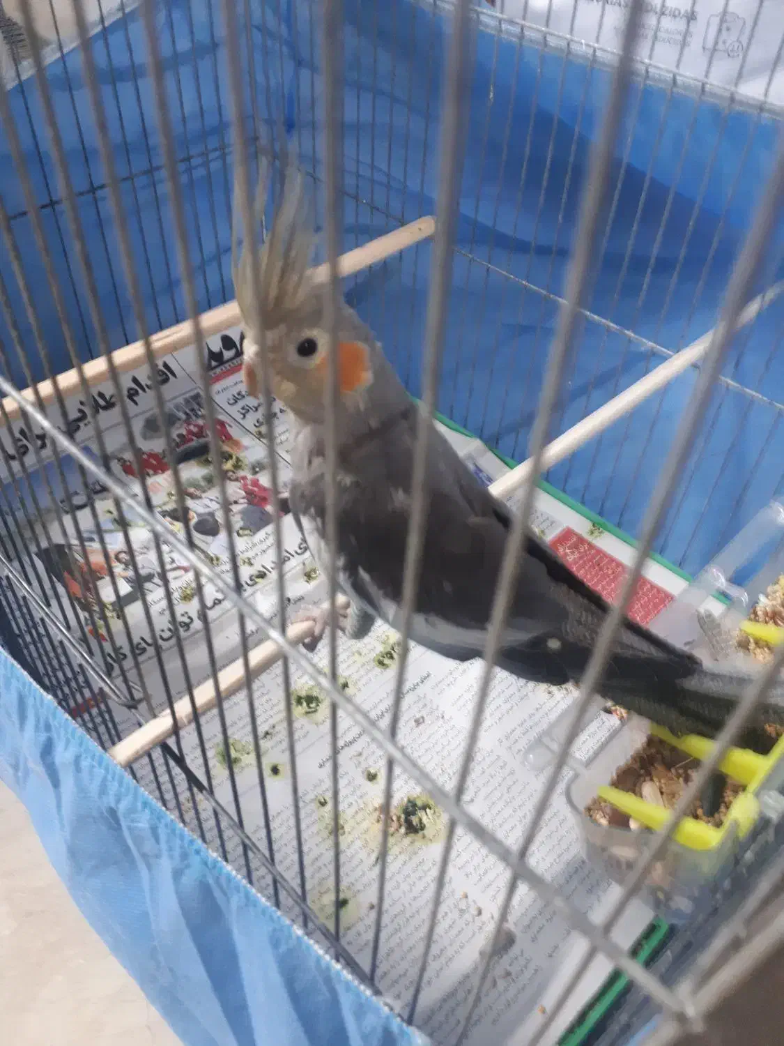 عروس هلندی نر دستی|پرنده|کرج, کرج نو|دیوار