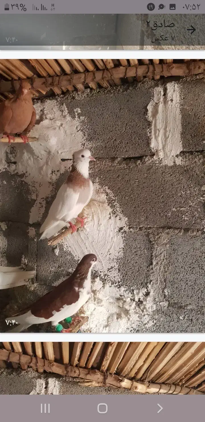 کبوترخوشرنگ نمونه به نمونه|پرنده|بندر کنگان, |دیوار
