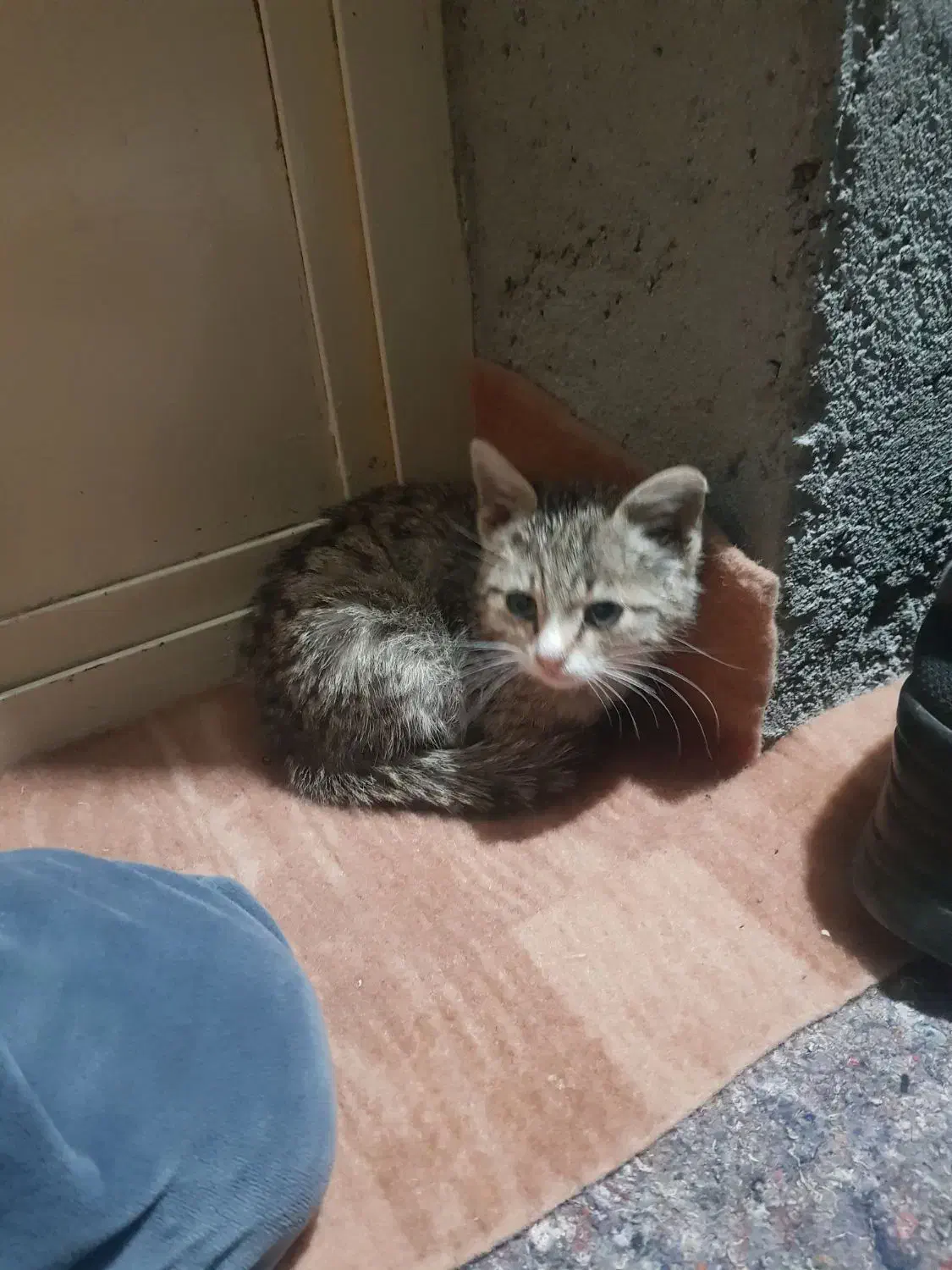 بچه گربه نر سه ماهه|گربه|تیکمه داش, |دیوار