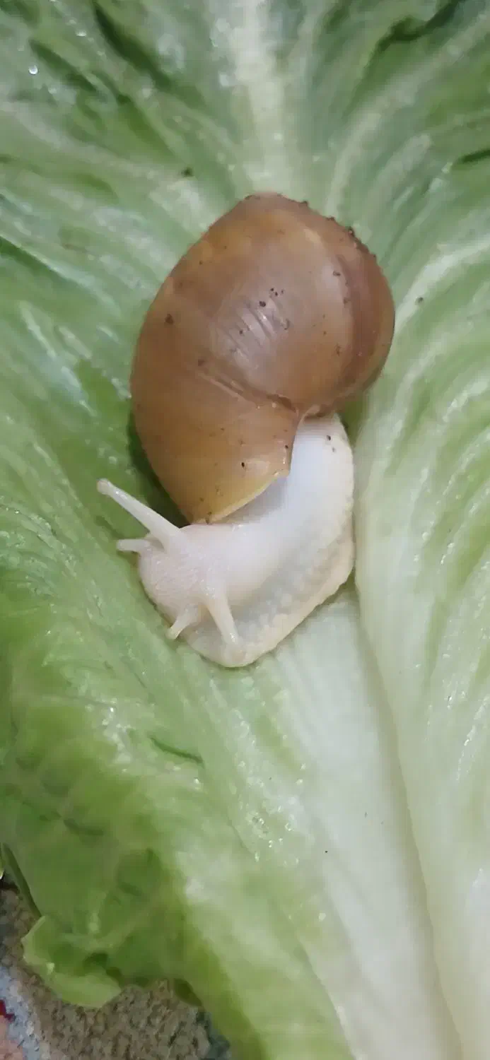 فروش حلزون آلبینو|خزنده|داراب, |دیوار