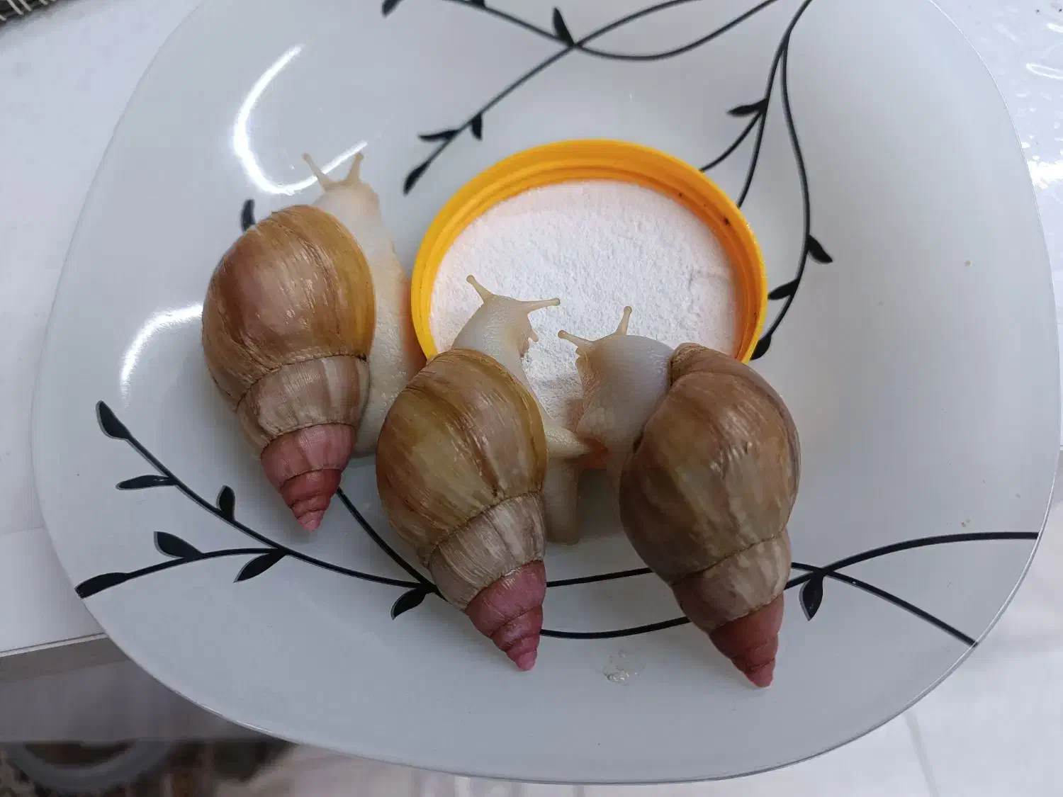 حلزون|خزنده|اصفهان, ارزنان|دیوار