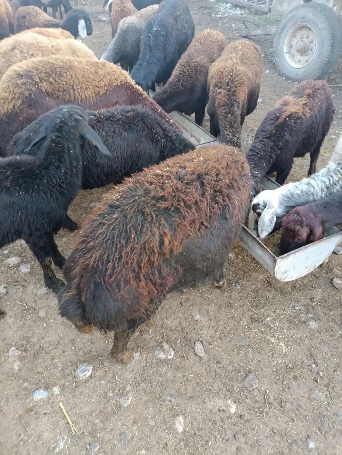 گوسفند|حیوانات مزرعه|فاضل آباد, |دیوار