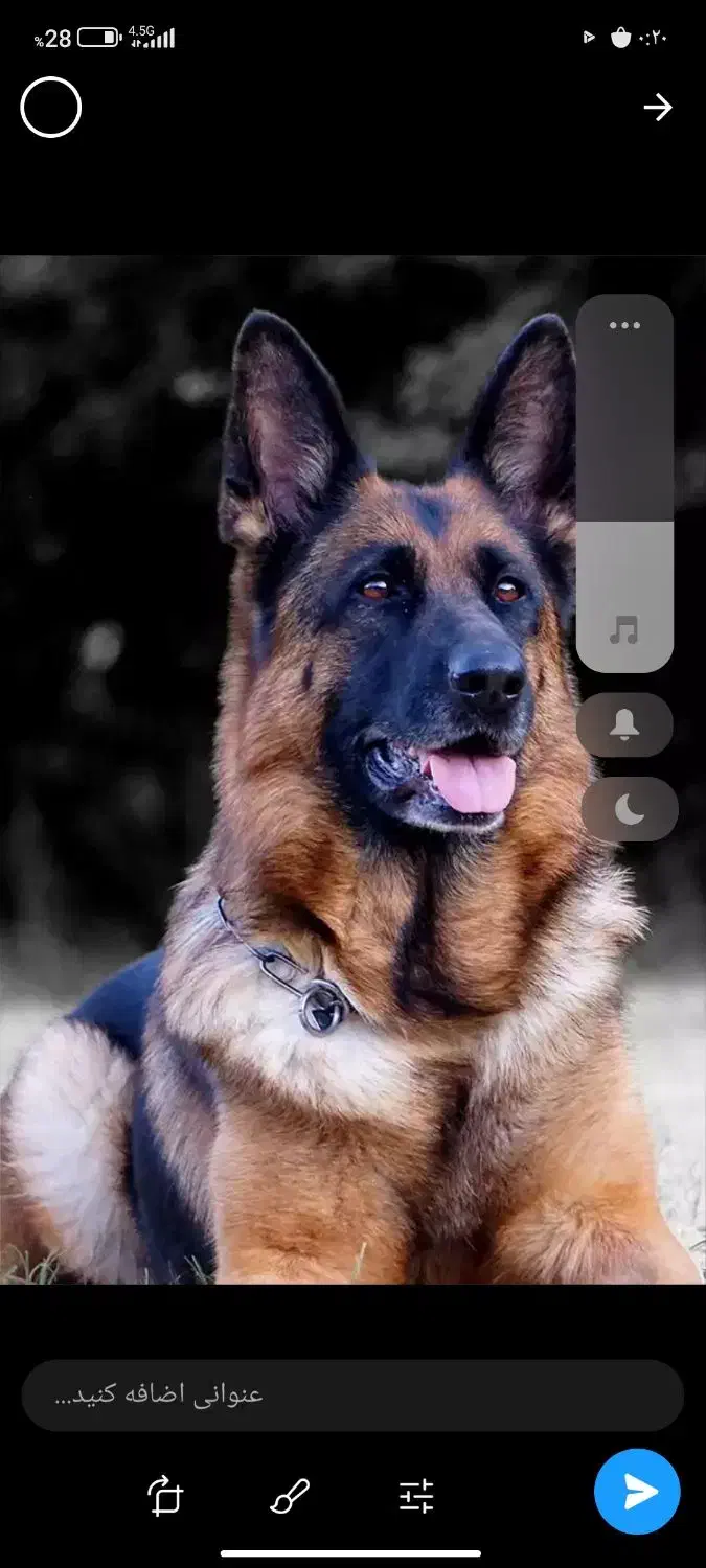 سگ ژرمن مرغ|سگ|تهران, مشیریه|دیوار