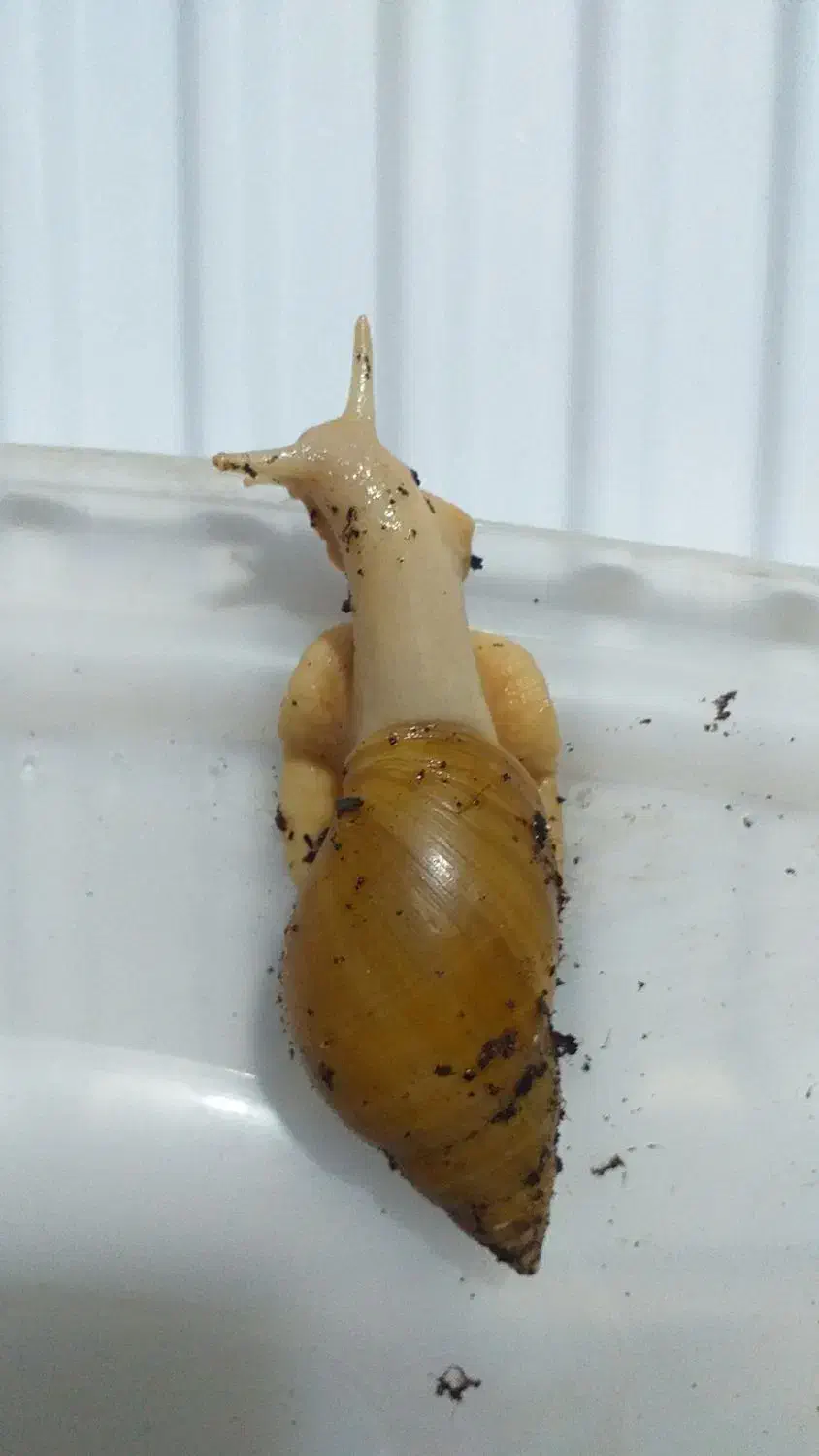 حراج حلزون|خزنده|اردبیل, |دیوار