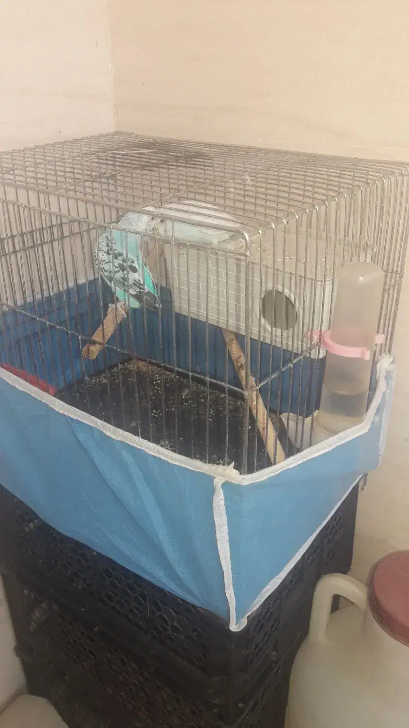 مرغ عشق خوشکل|پرنده|شوشتر, |دیوار