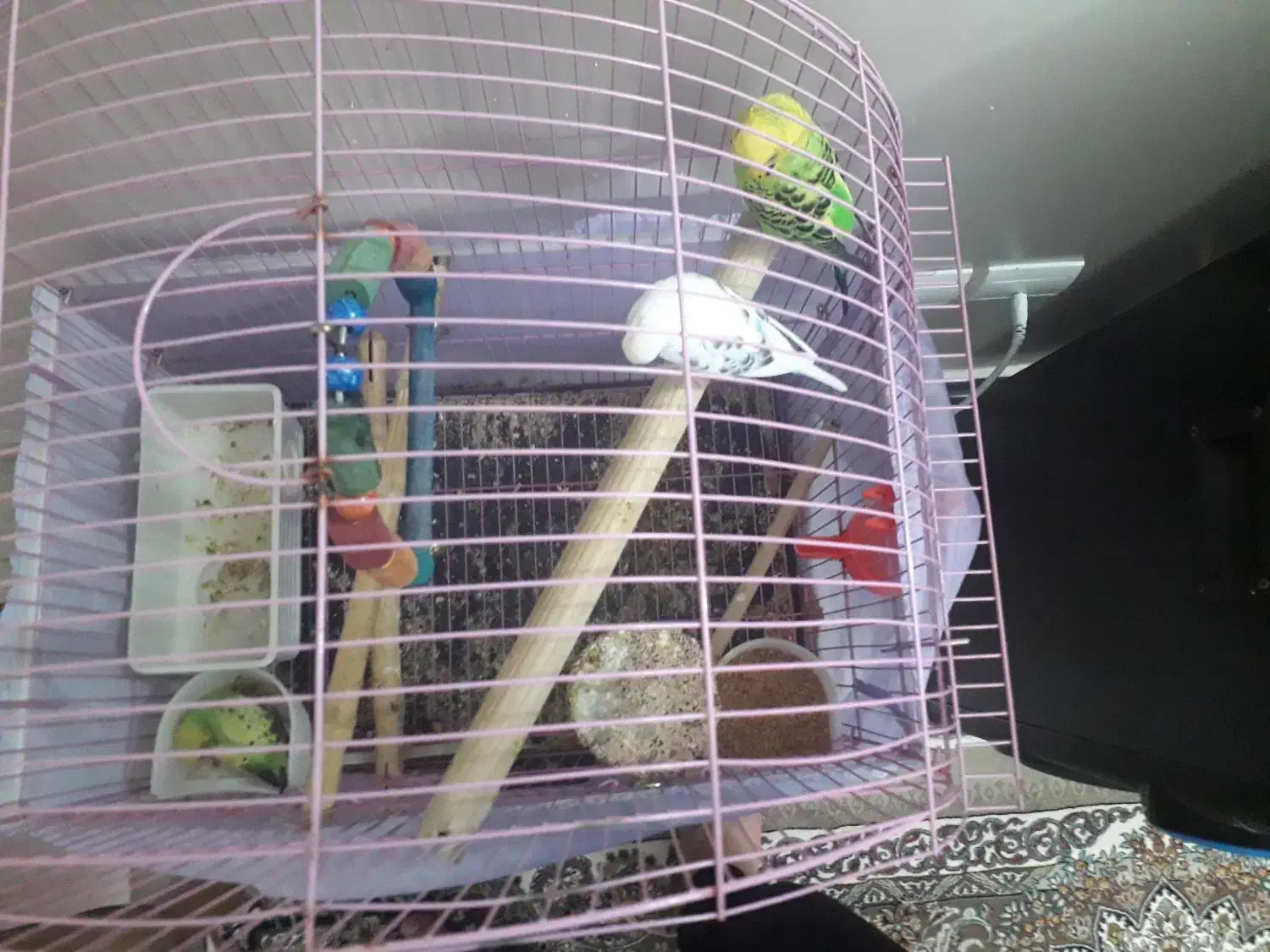 یک جفت مرغ عشق مولد|پرنده|تهران, جنت‌آباد شمالی|دیوار