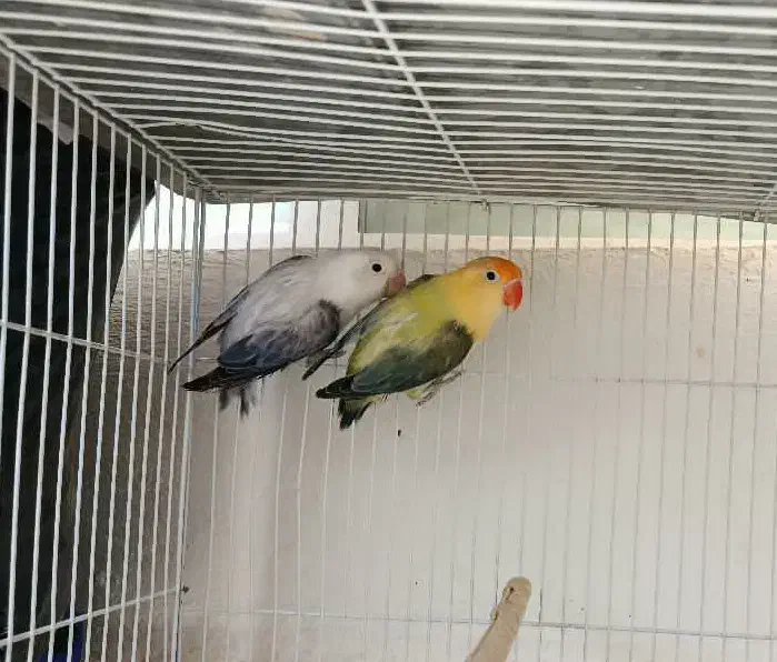 طوطی برزیلی یووینگ|پرنده|شیراز, شهرک گلستان|دیوار