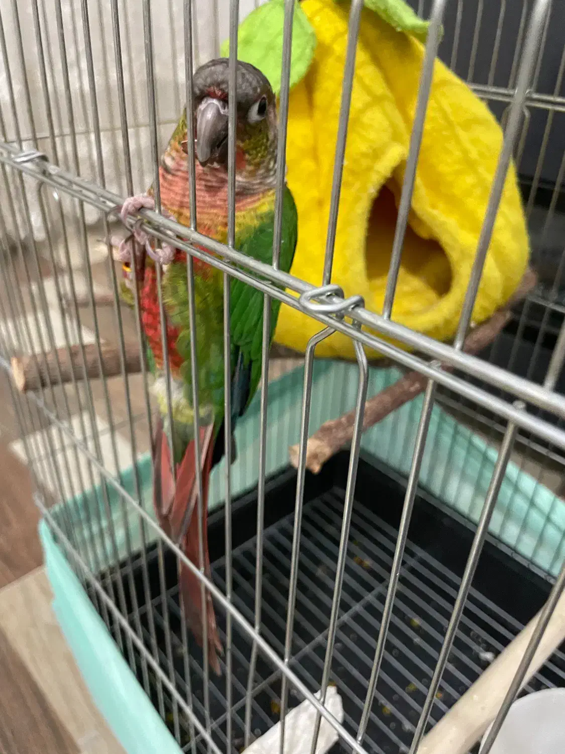 گیرینچیک|پرنده|نظرآباد, رسالت|دیوار